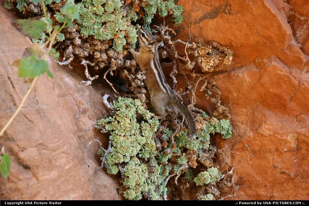 Zion National Park, a sympathic encounter on Angels Landing trail.