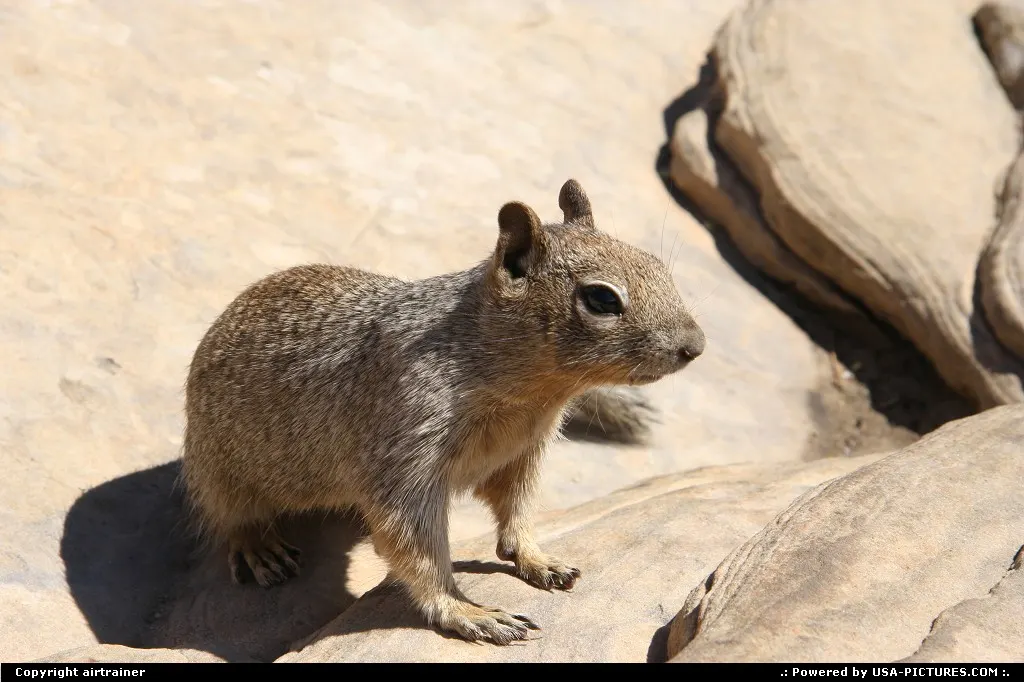 Meeting the wildlife at Zion National Park.