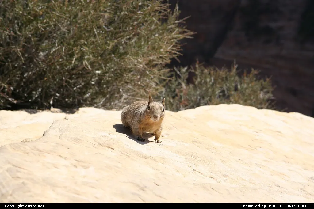 Meeting the wildlife at Zion National Park.