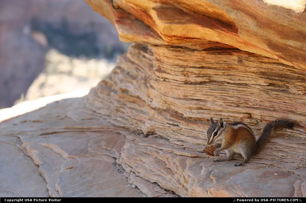 Meeting the wildlife at Zion National Park.