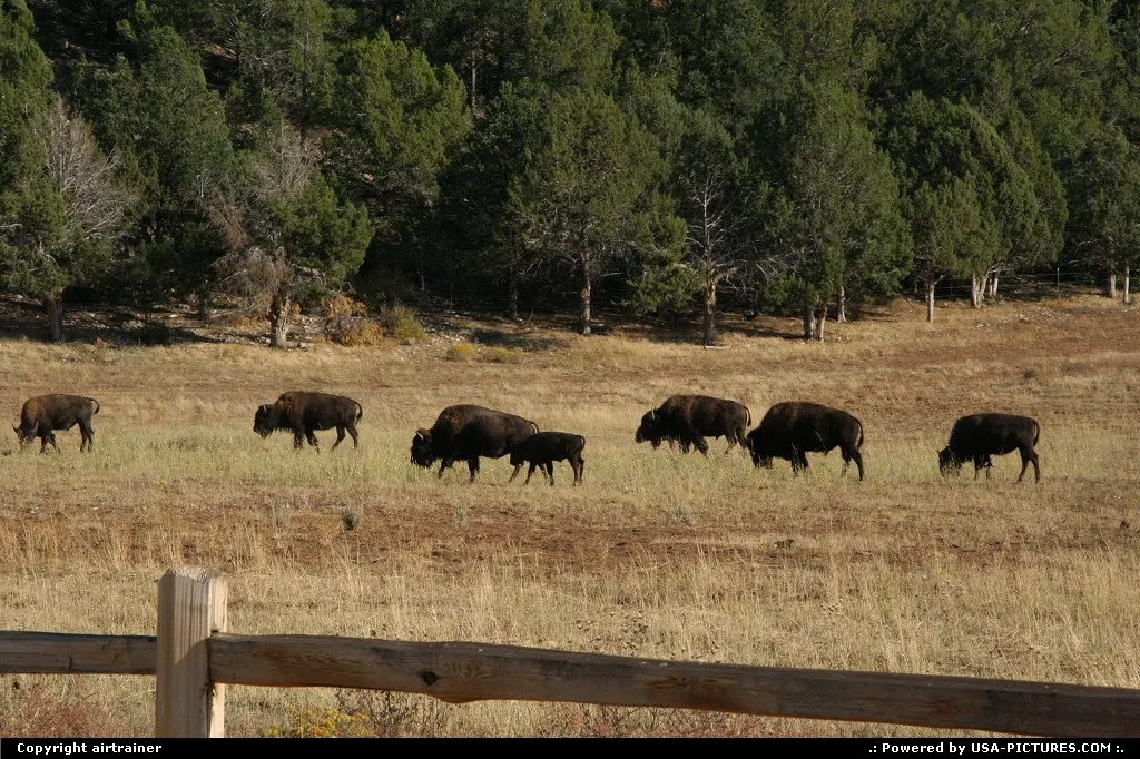 Bisons around Zion National Park.