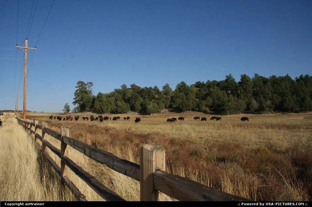 Bisons along the road 9, near the east entrance of Zion National Park.