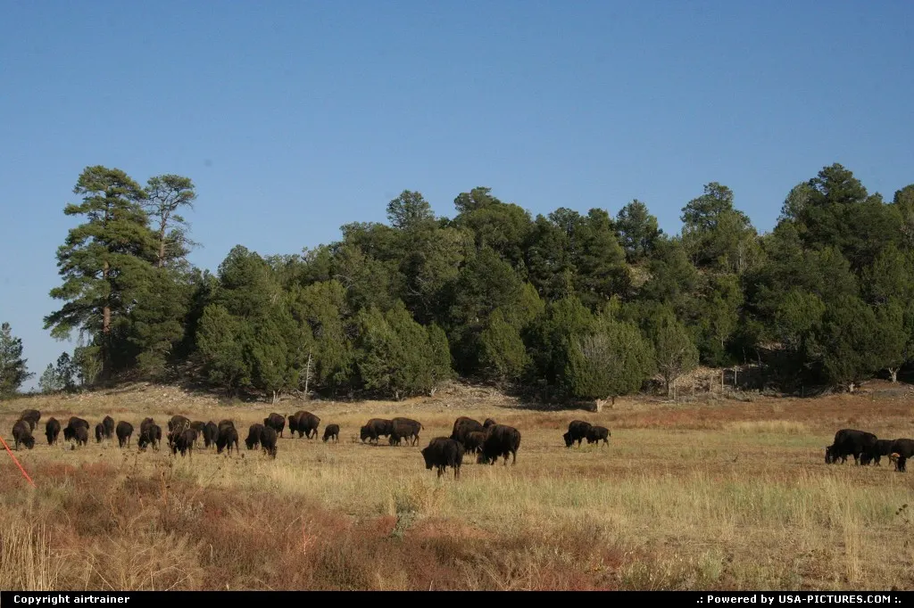 Bisons along the road 9, near the east entrance of Zion National Park.