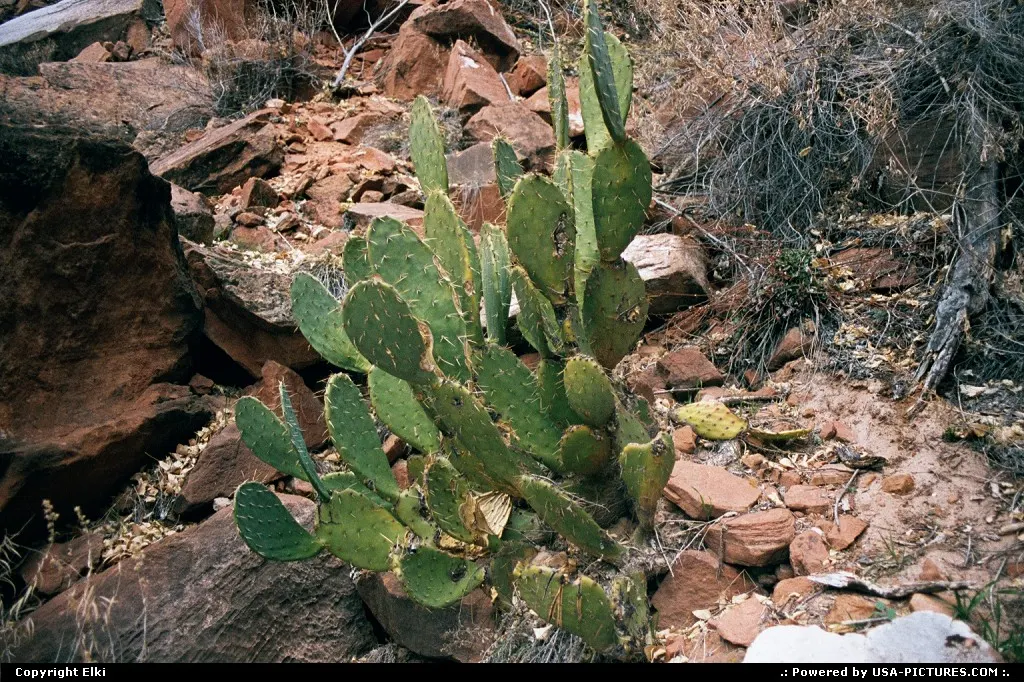 Cactus in the park