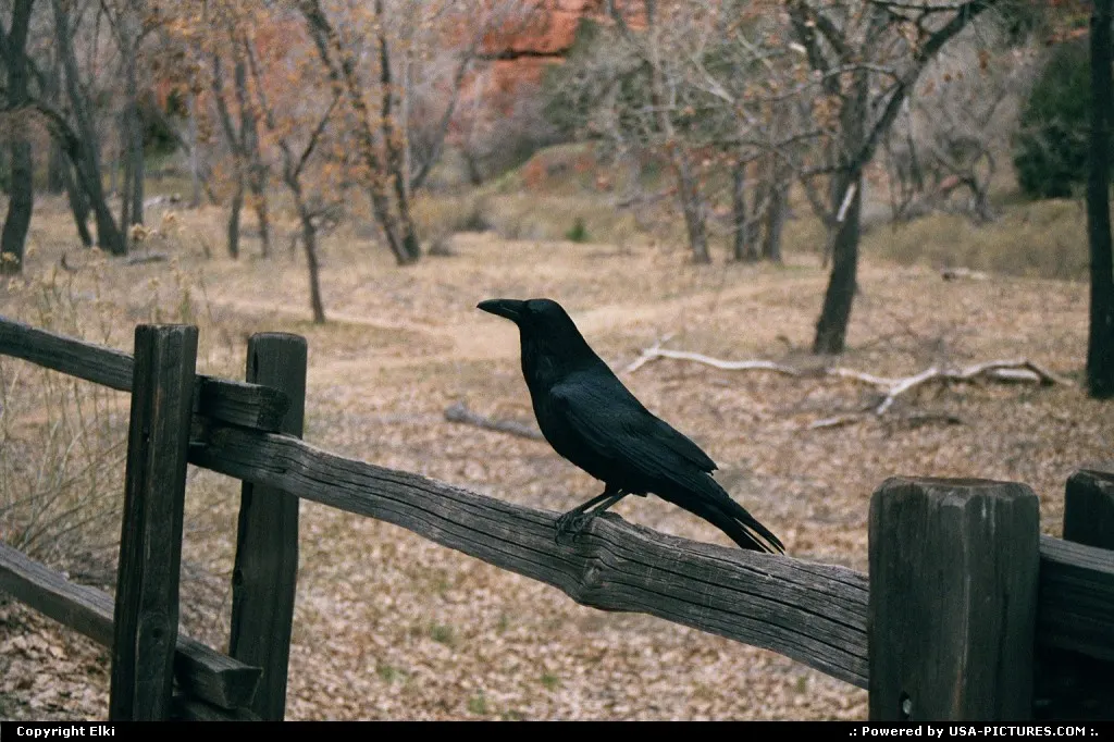 Raven near the parking lot
