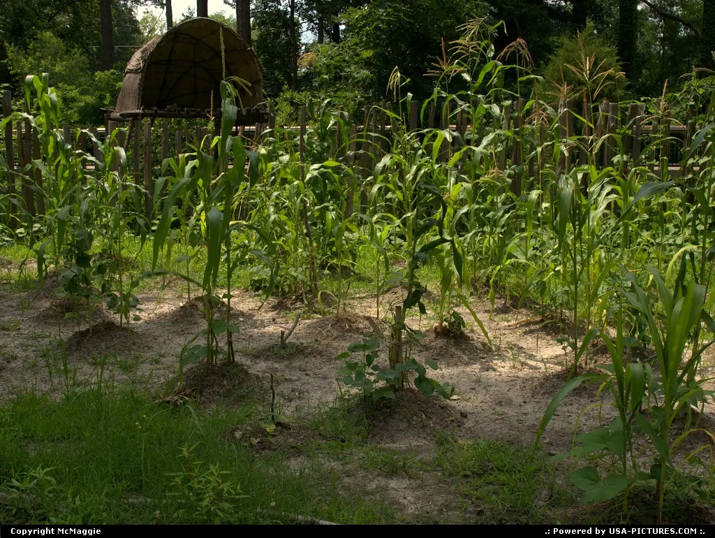 Vegetable garden (corn, beans, squash), Powhatan Indian Village, Jamestown Settlement,...