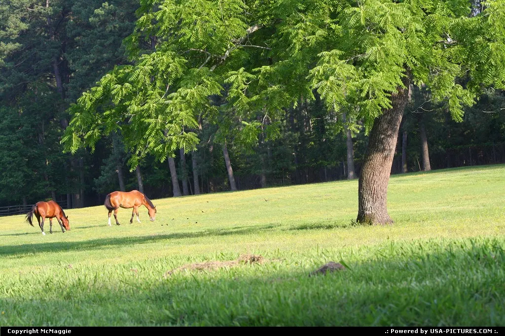 Horses in a field, Colonial Williamsburg, Williamsburg, Virginia, USA.