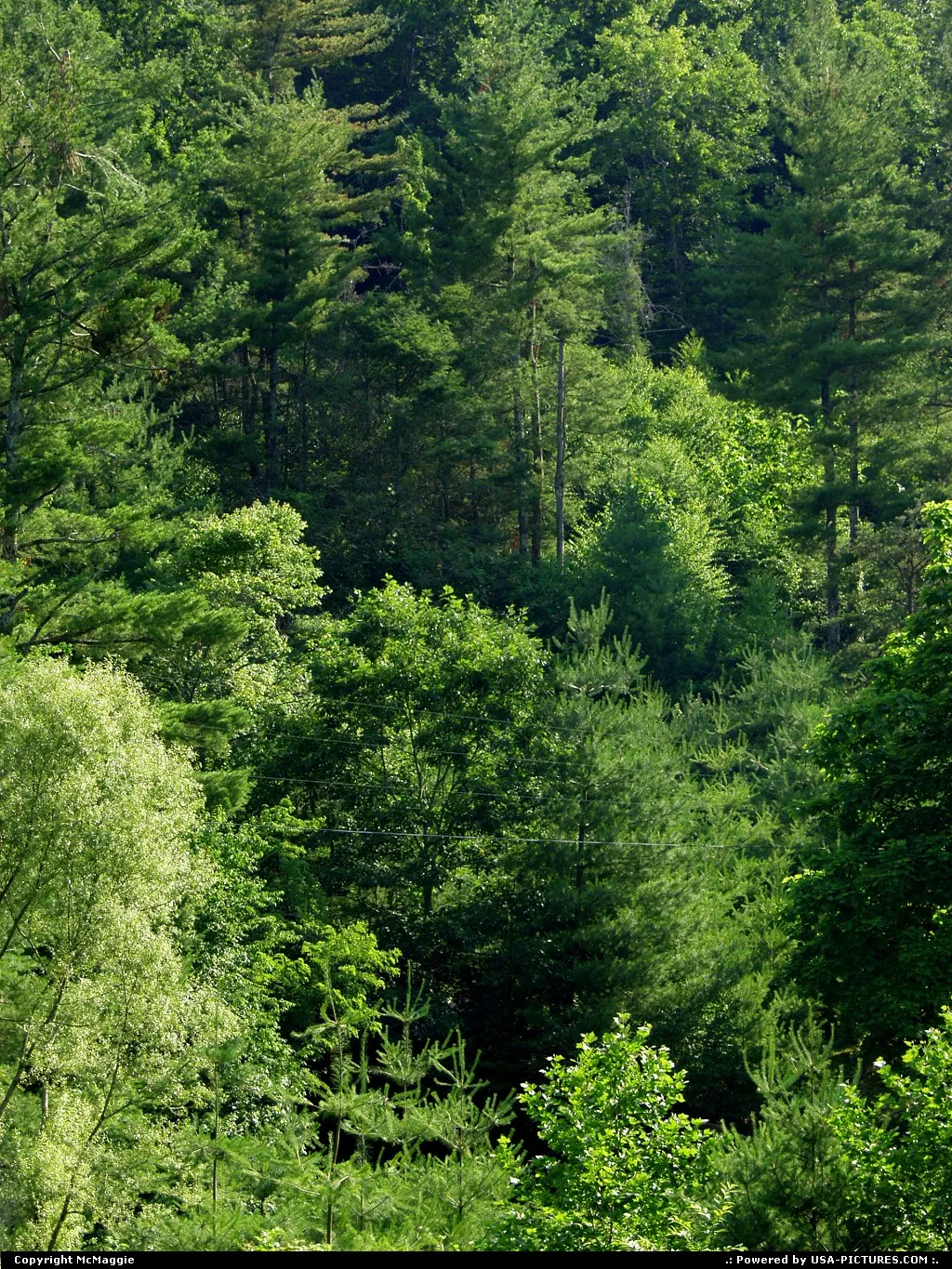 Near Montebello, Virginia, off the Blue Ridge Parkway, Appalachian Mountains.
