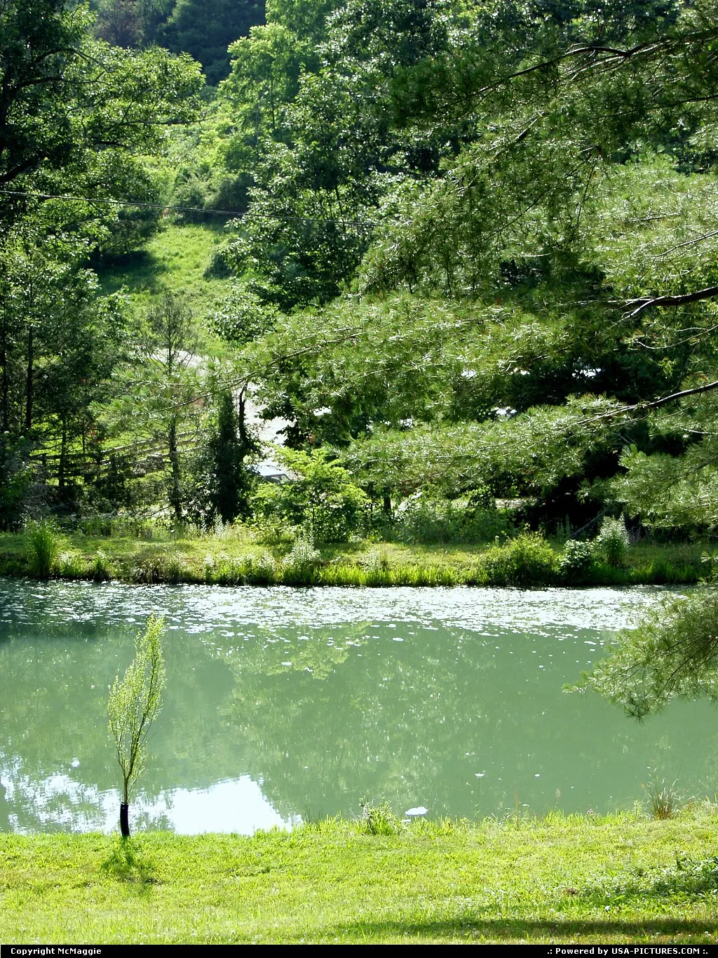 Near Montebello, Virginia, off the Blue Ridge Parkway, Appalachian Mountains.
