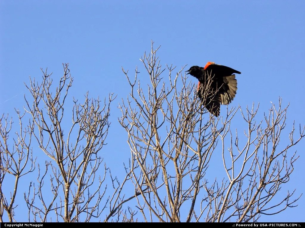 Bird in a tree, Colonial Parkway at College Creek, along the James River, Williamburg -...