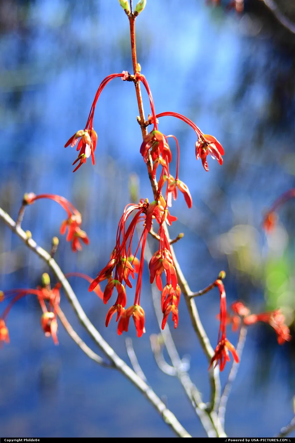 red blossom