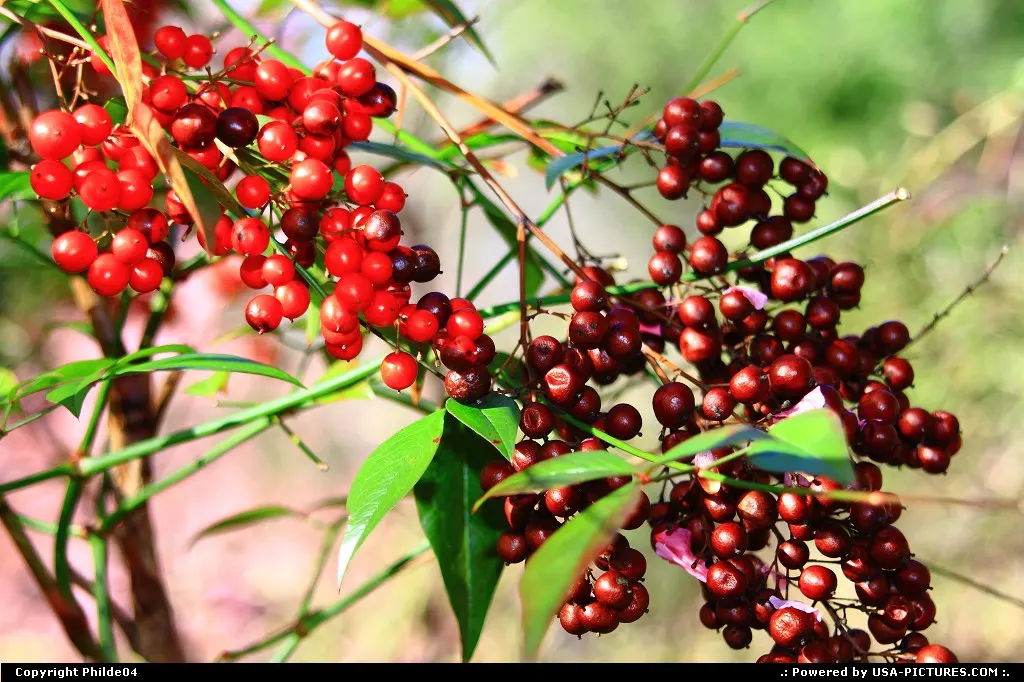 red berries