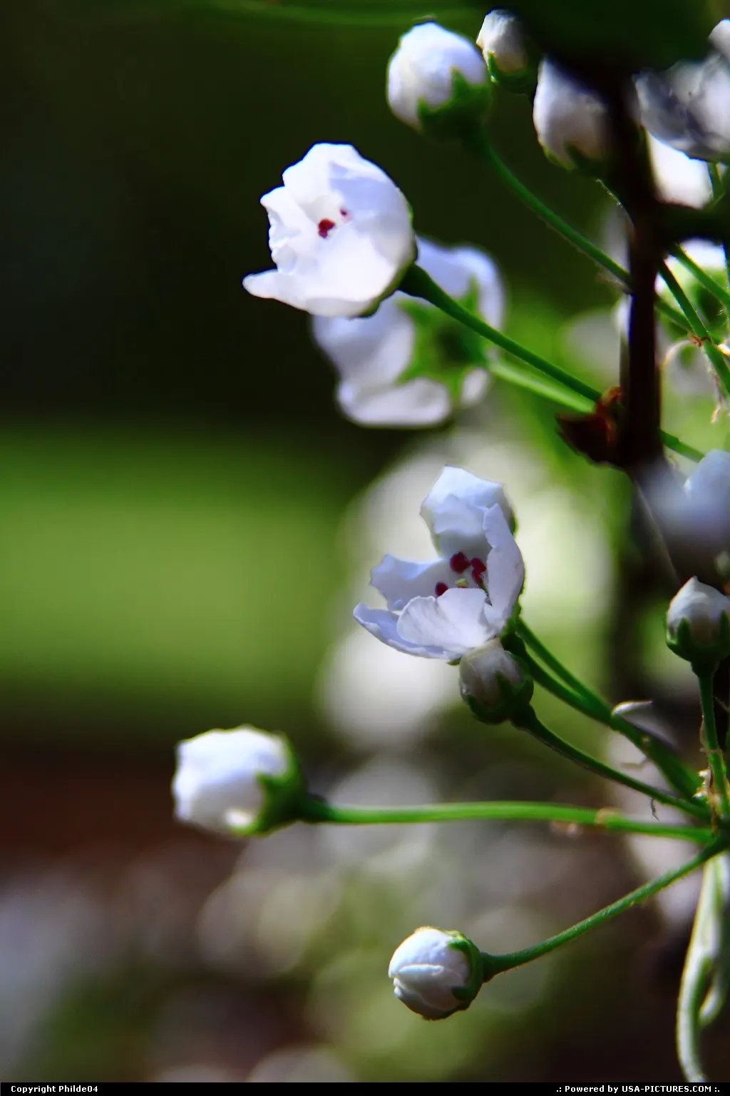 White blooms