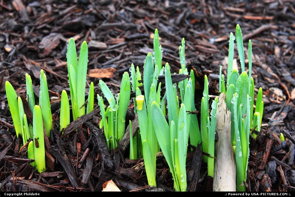 Daffodils and waterdrops