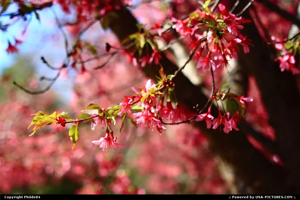 Cherry Blossoms