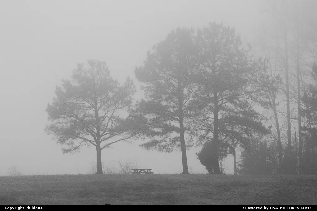 Trees in fog at Beaverdam Park