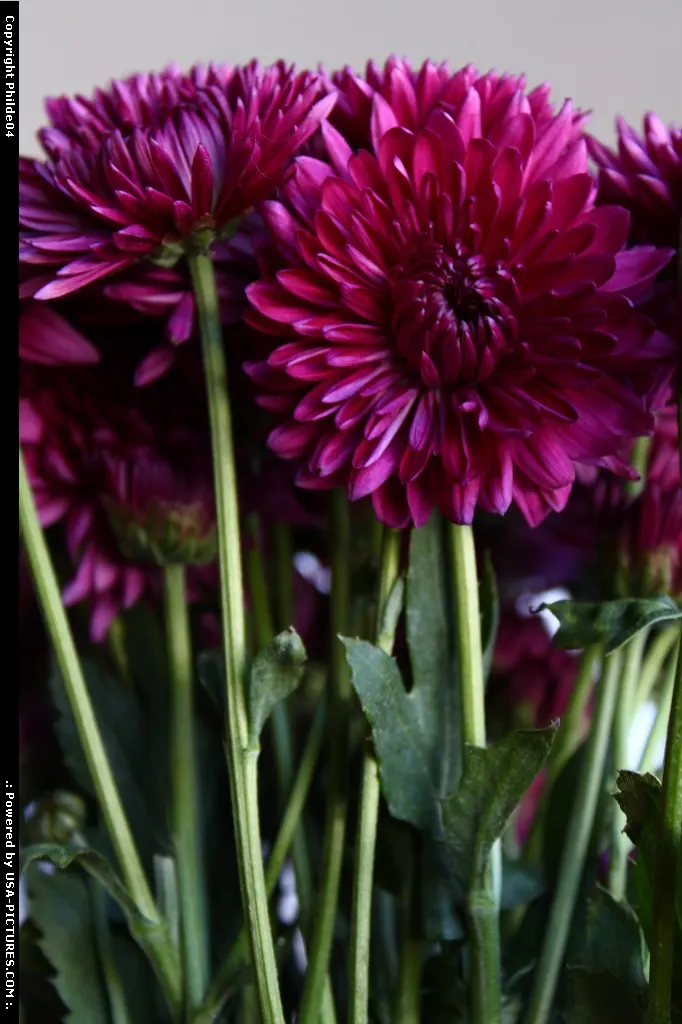 Purple flowers