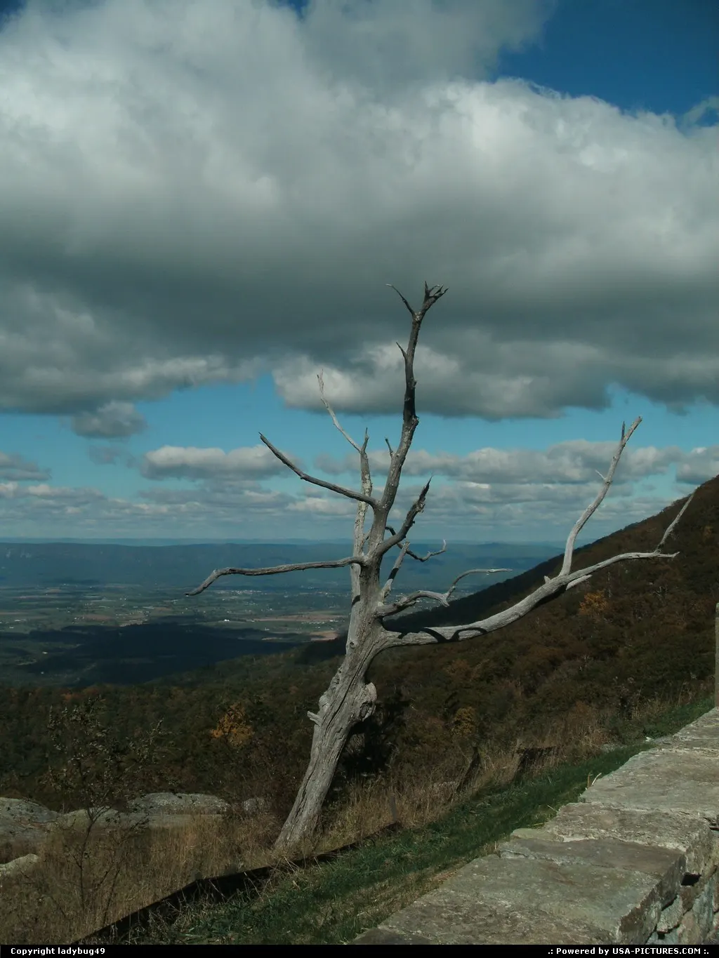 On the Blue Ridge Parkway once again I came upon a tree that gave a person reason to th...