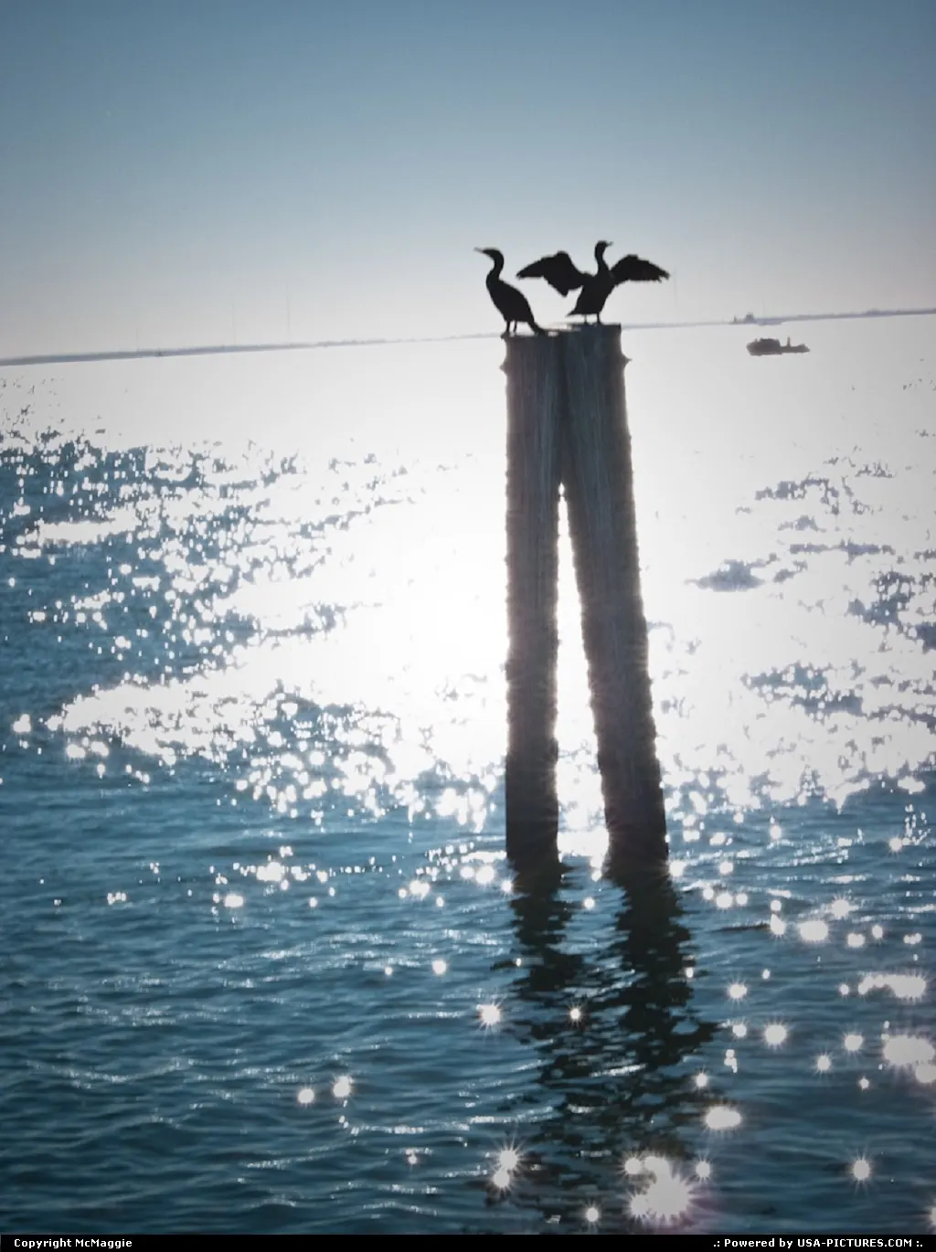 Seagulls, Fort Monroe, Virginia.