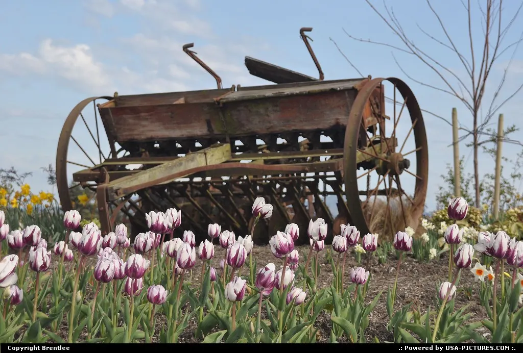 Seed Drill