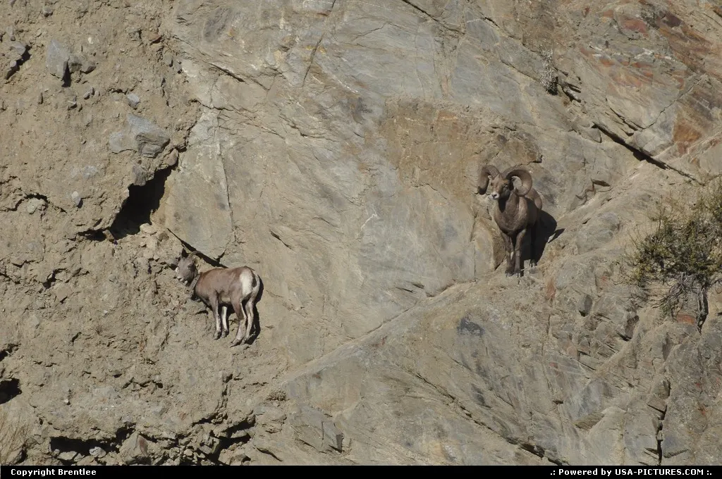 Bighorn Sheep