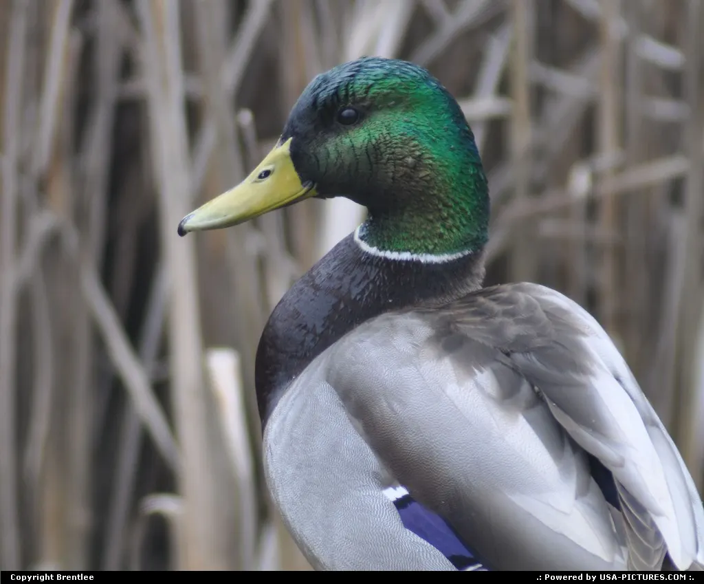 Mount Vernon Washington waterfowl