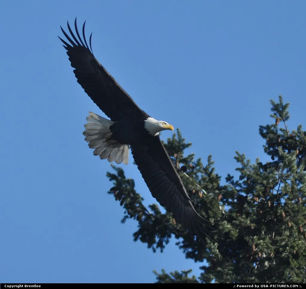 Treetop Eagle