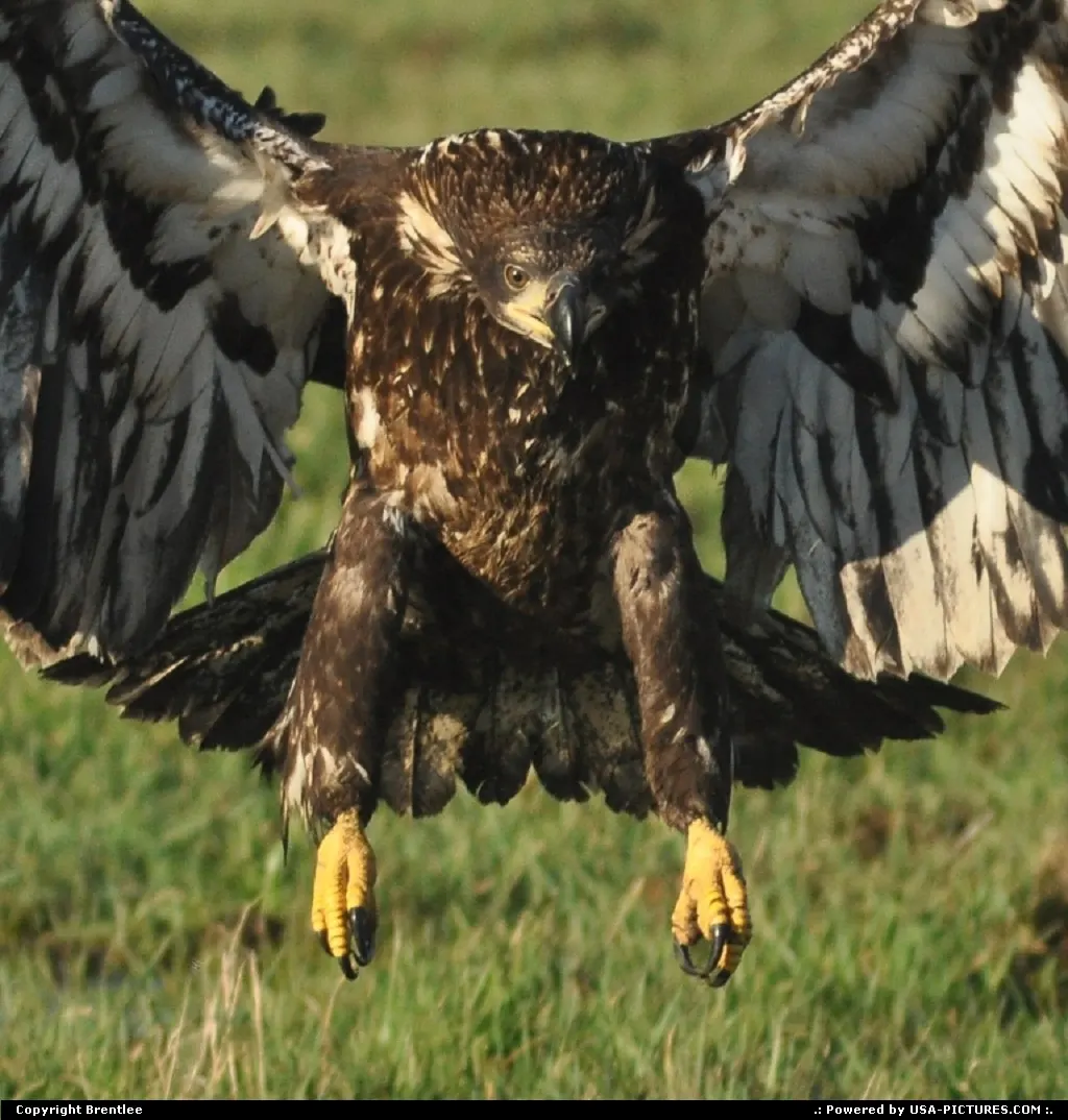 Landing eagle