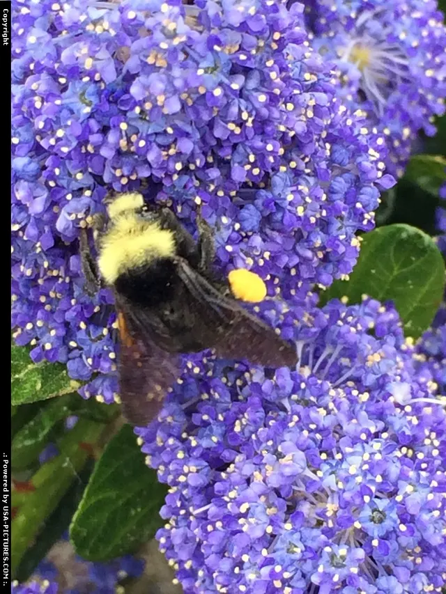 Busy, busy bee !!