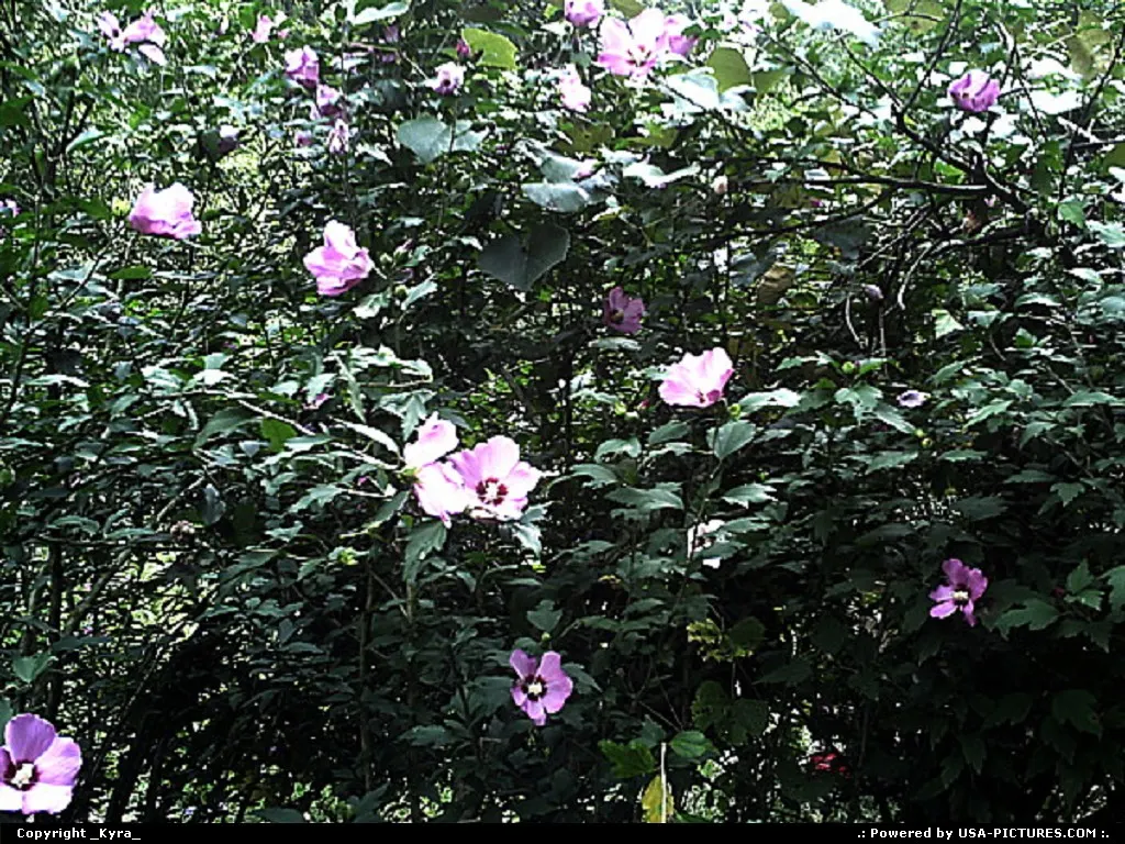 Gilbert W-virginia flowers, bloom, colorful, growing