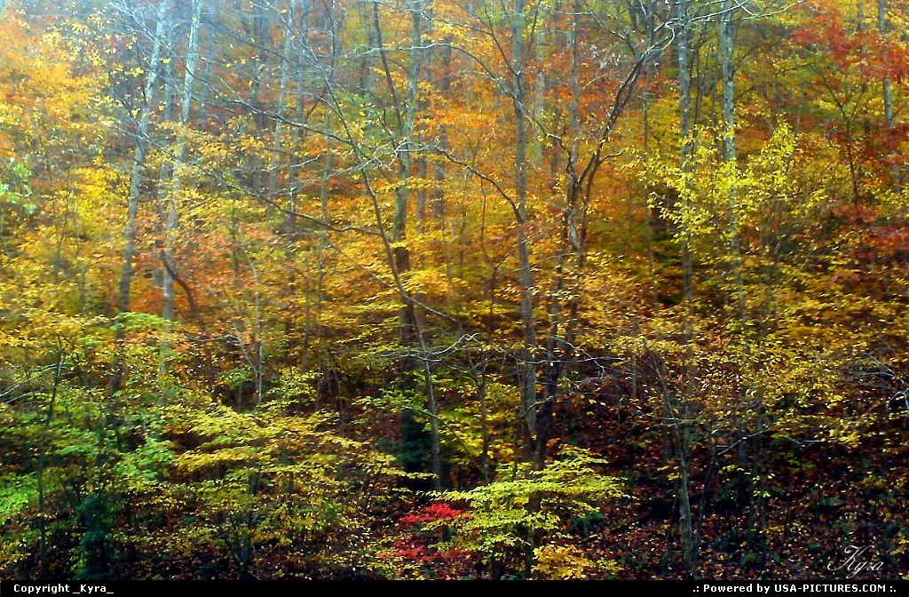 Logan W-virginia Fall, mountains, autum, trees, colors