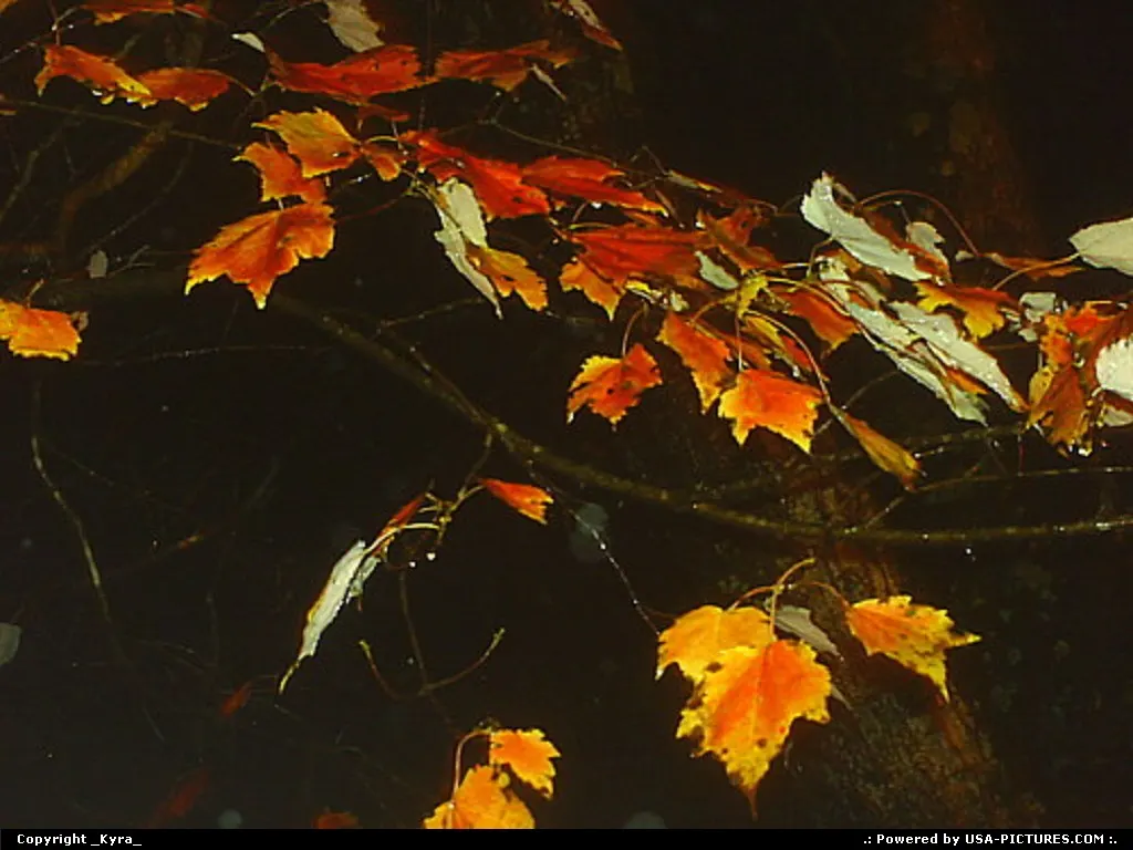 Pineville W-virginia fall, autum, leafs, nightview, trees, orange, color