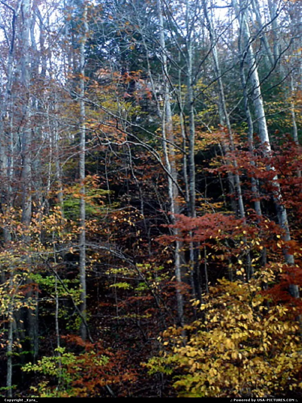 Logan W-virginia fall, mountains, dusk, colorful, trees, autum