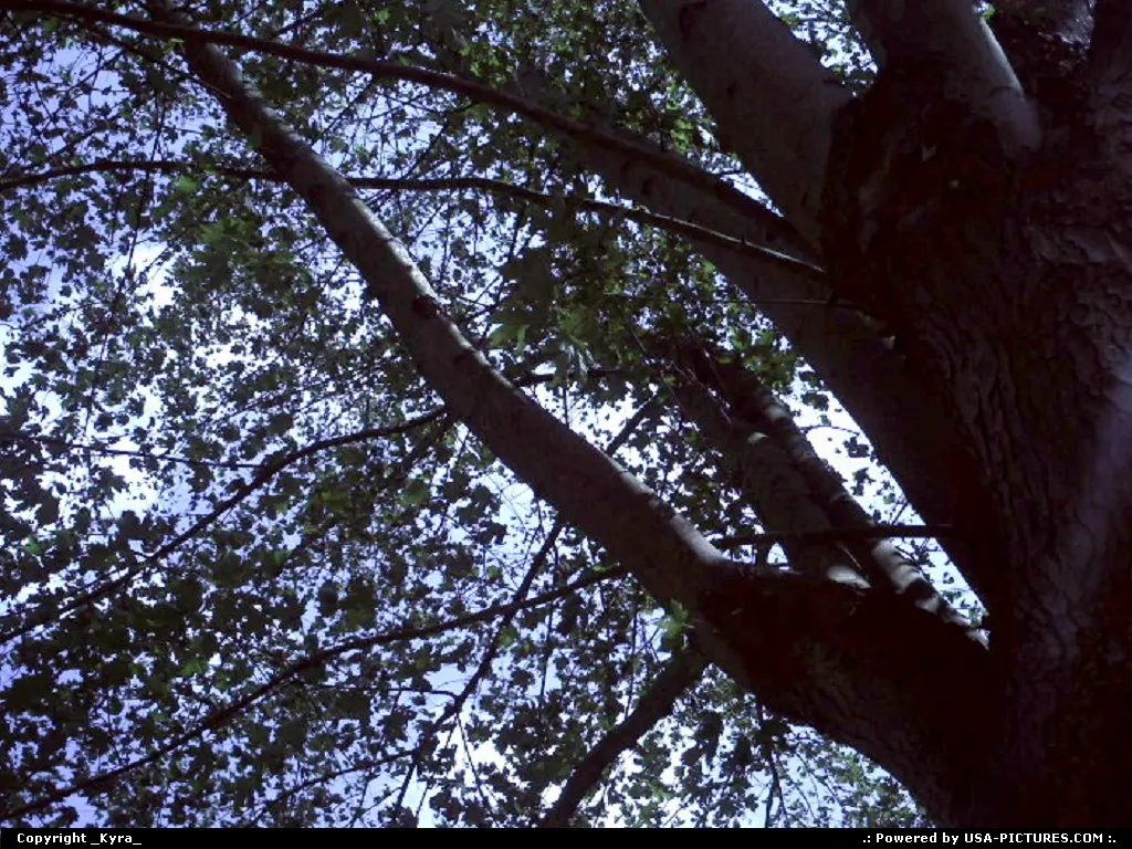 Oceana W-virginia sky, blue, tree, up, green, autum, shade