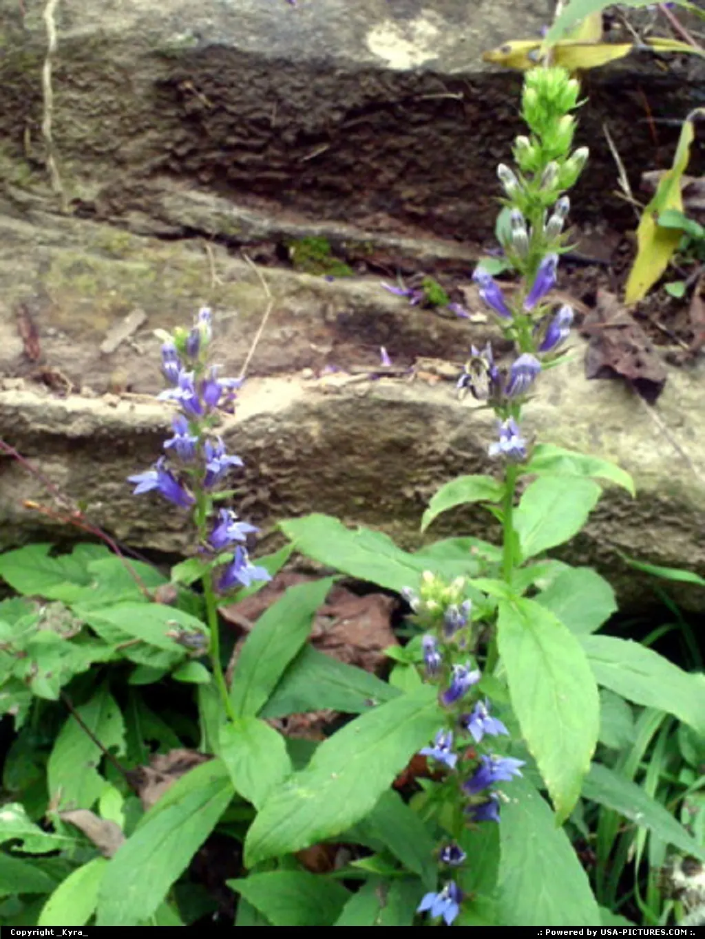 Coal Mountain W-virginia fall, flower, autum, bloom, purple, mountain