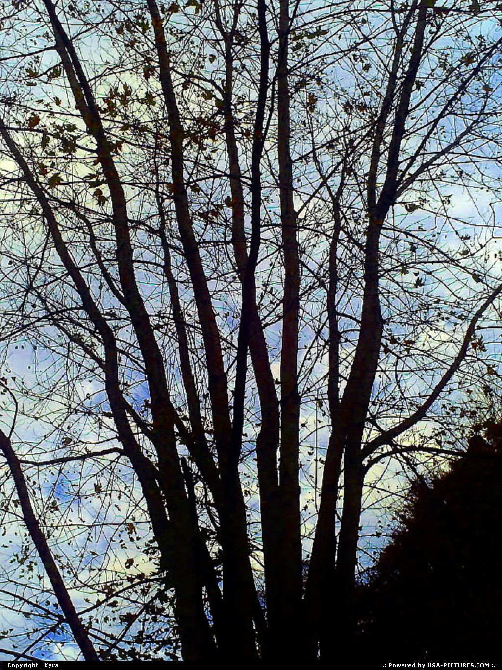 Coal Mountain W-virginia blue, sky, sunsetting, tree, leafs, leaves, mountain, clouds,...