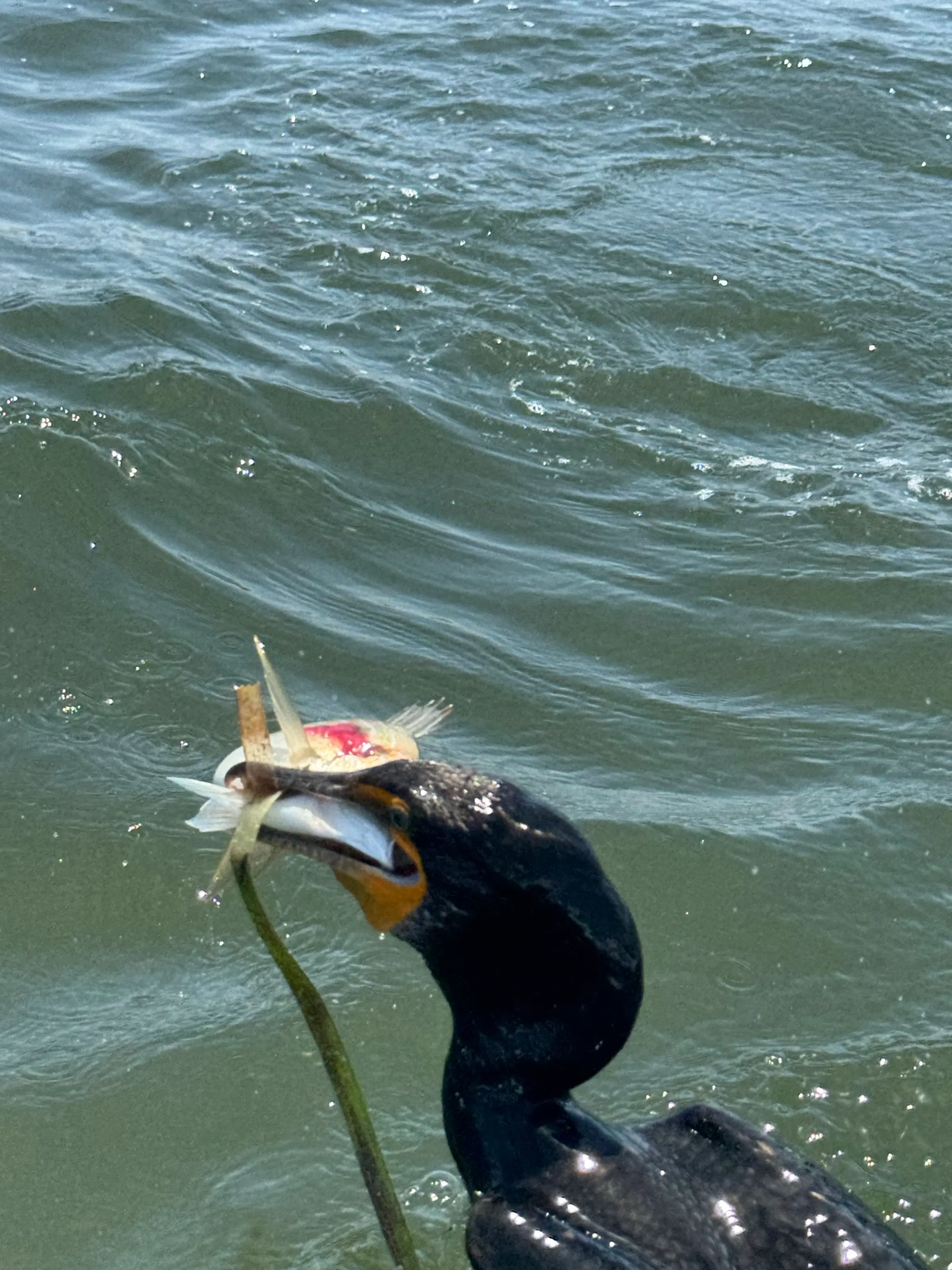 Near Tierra Verde, Florida