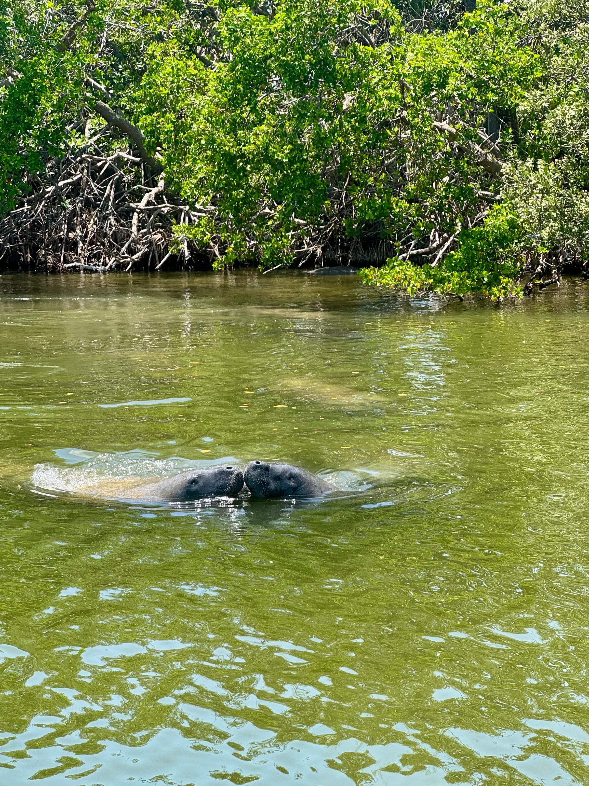Near Tierra Verde, Florida